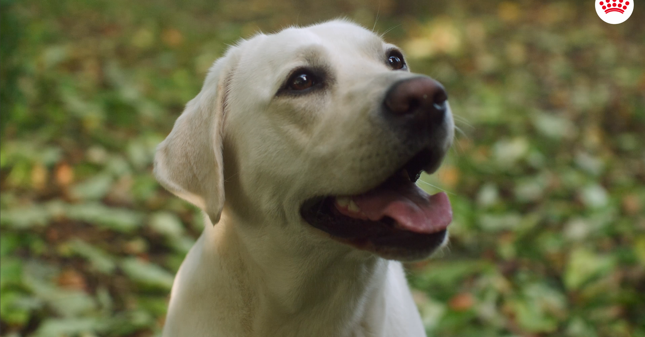 ROYAL CANIN - OVERWEIGHT — film still