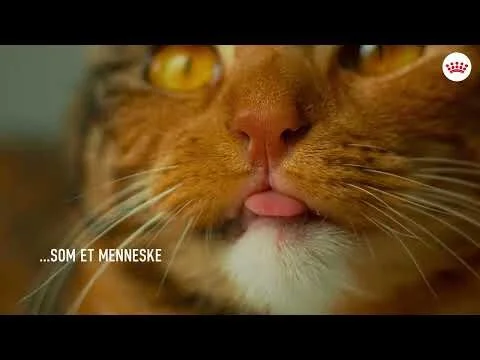 Royal Canin - Mixed Feeding — film still